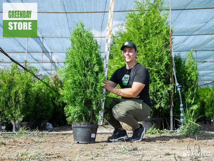 Туя Cмарагд оптом и в розницу