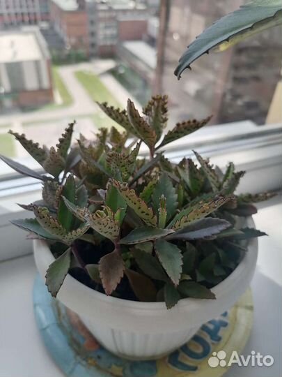 Каланхоэ лечебное