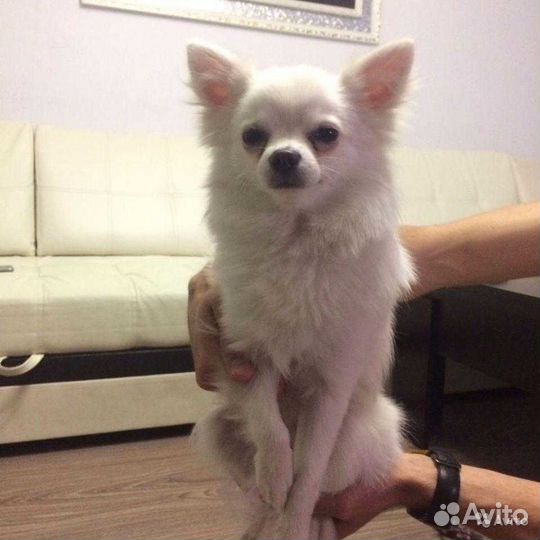 Вязка чихуахуа Сочи