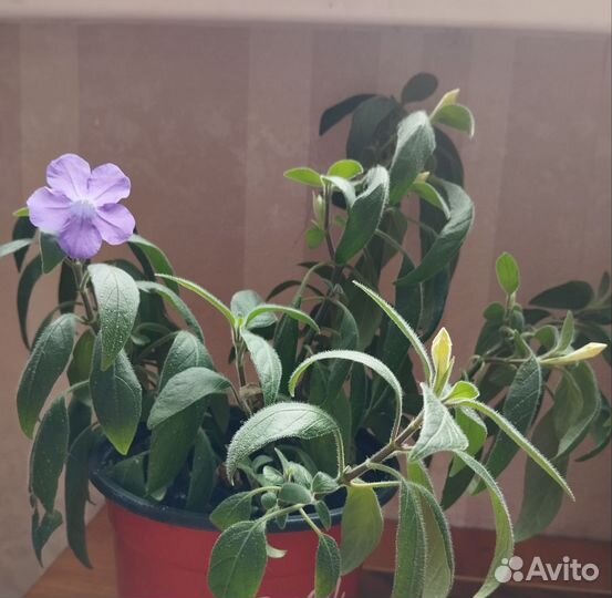 Комнатные цветы