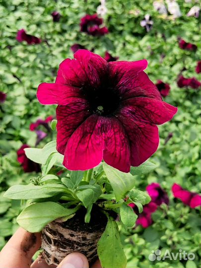 Рассада цветов