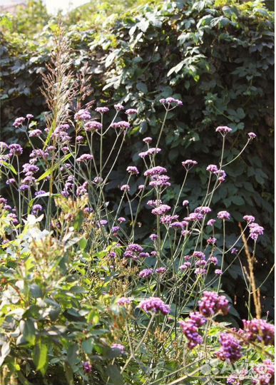 Многолетние Цветы для сада в Ассортименте