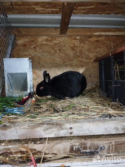 Кролики разных пород