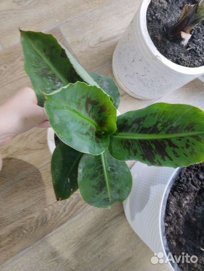 Цветок -банан