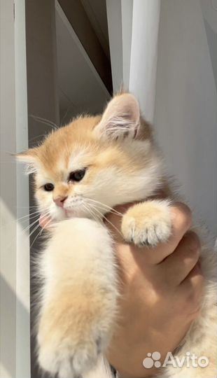 Золотая шиншилла ny12