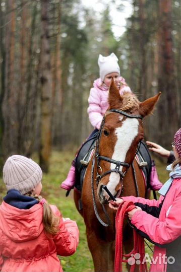 Катания на лошадях и пони