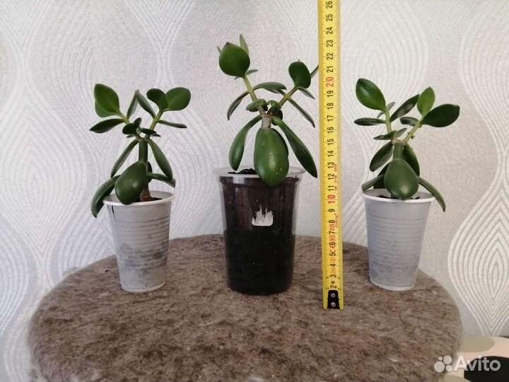 Крассула толстянка