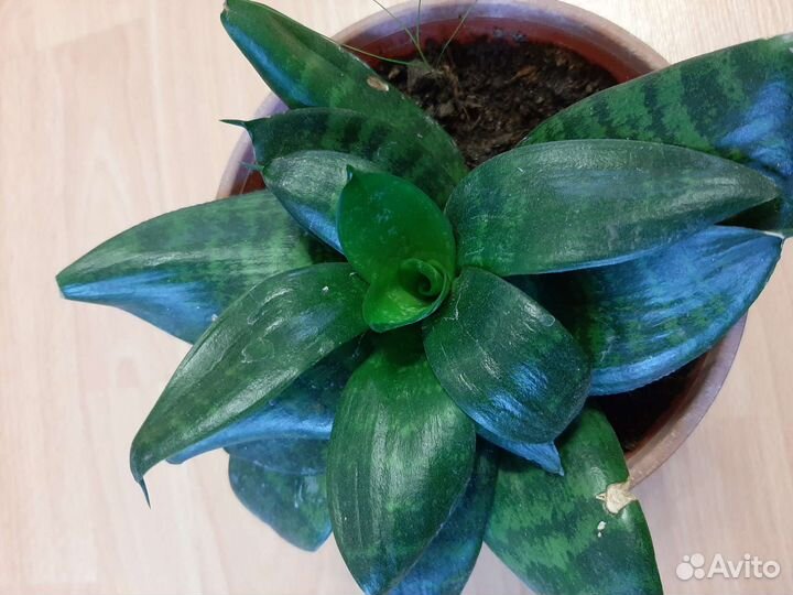 Сансевиерия