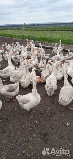 Гусята суточные. Подрощенные. Обмен на сахар.яйца