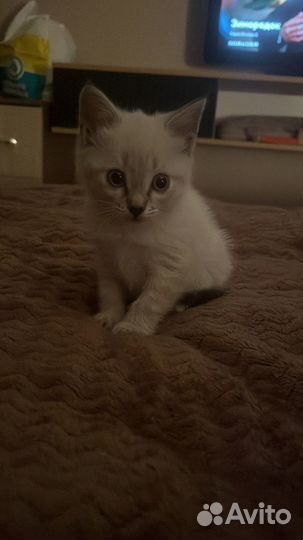 Котята сиамской кошки