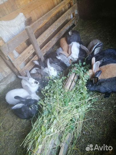 Продам кроликов