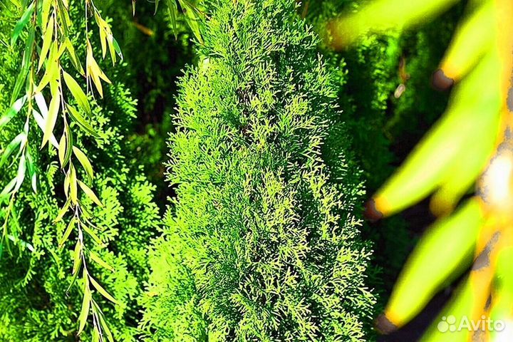 Туи зеленые