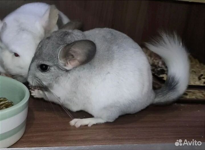 Шиншилла девочка