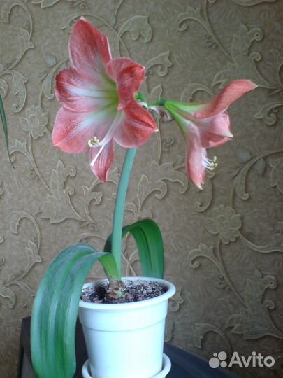 Продам каланхоэ, алоэ, щучий хвост, лимон и т.д