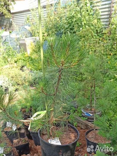 Саженцы сосны черной пирамидальной