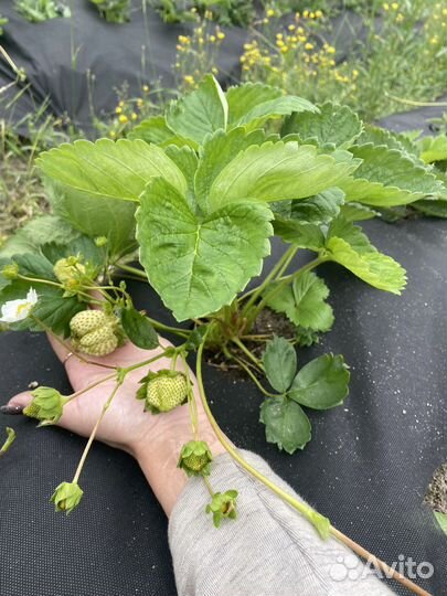 Рассада клубники