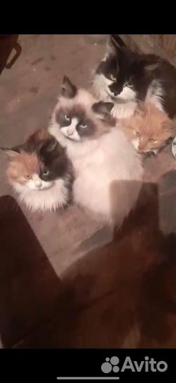 Котята в добрые руки бесплатно