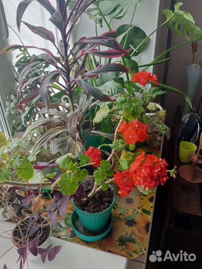 Комнатные цветы