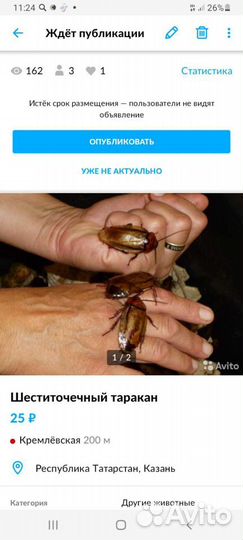 Корма для птиц насекомоядных