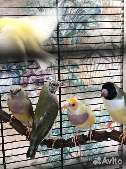 Амадин гульда