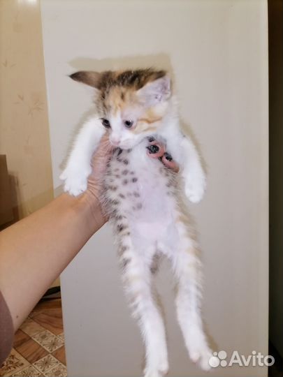 Кошка в дар