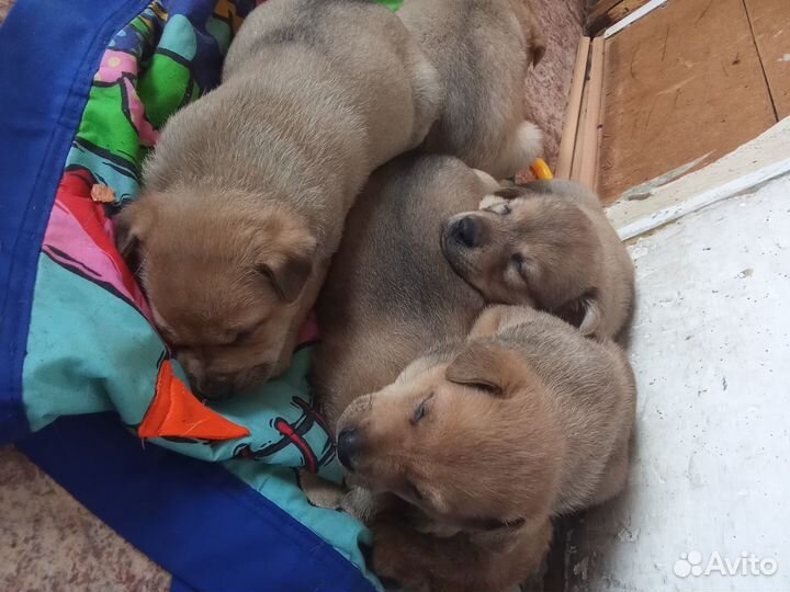 Щенята