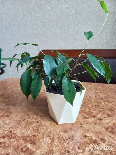 Фикус бенджамина