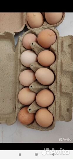 Домашние куриные яйца