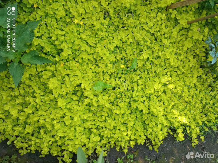 Растения для дома и сада