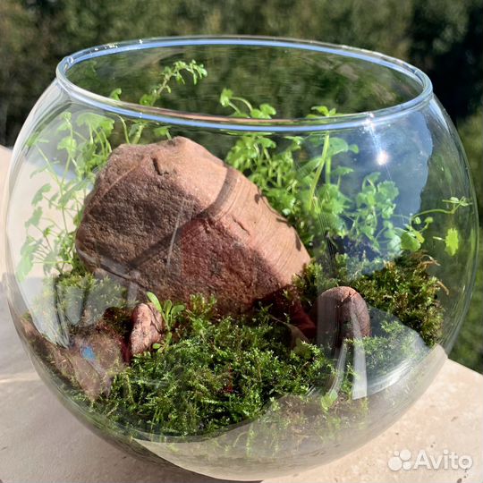 Флорариум-моссариум 