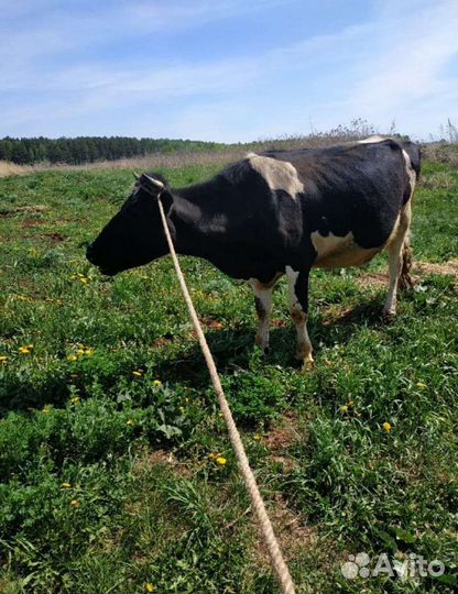 Корова телка