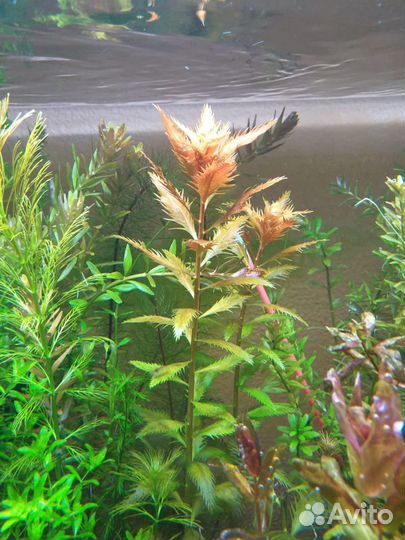 Аквариумные растения, водоросли, креветки