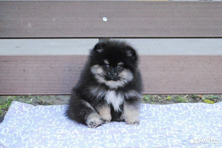 Померанский шпиц