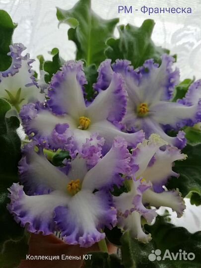 Сортовые Фиалки