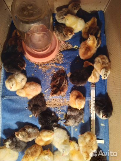 Цыплята. Индоутки на племя. Петухи