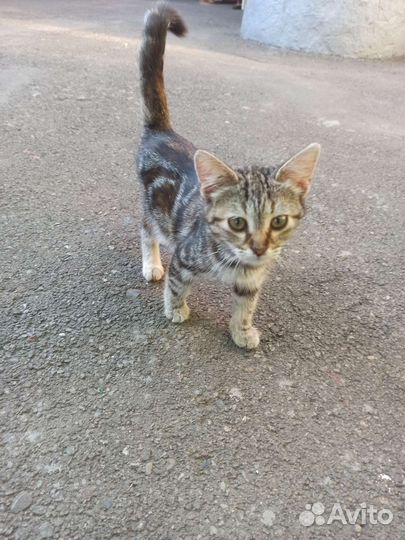 Котята в добрые руки девочки