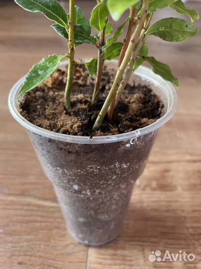 Лавр благородный (лаврушка)