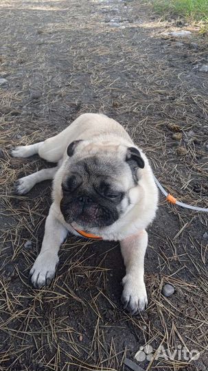 Мопс вязка мальчик