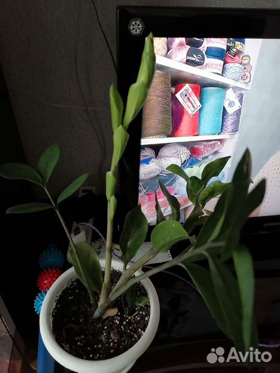 Зимиокулькас