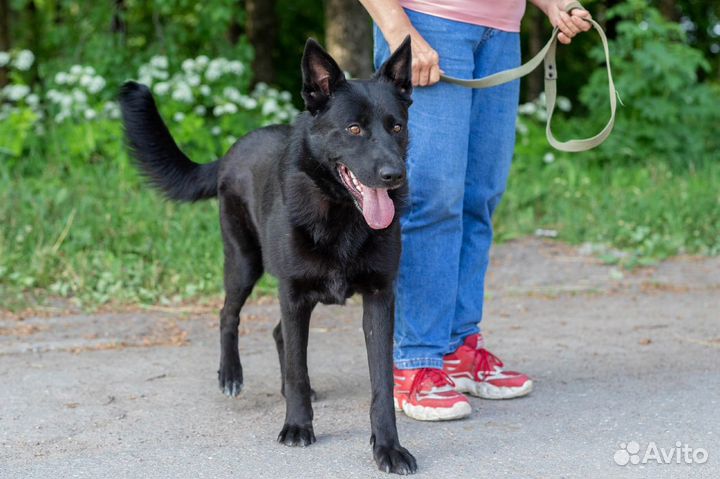 Отдам собаку