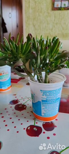 Крассула хоббит