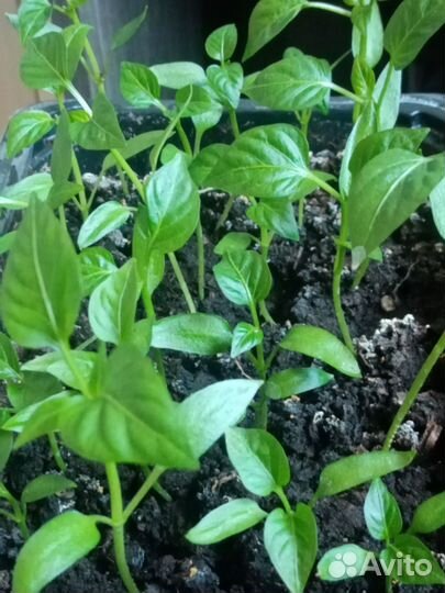 Рассада перца сладкого болгарского