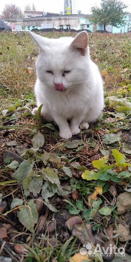 Кошки в добрые руки бесплатно