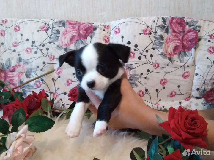 Щенки чихуахуа стандарт