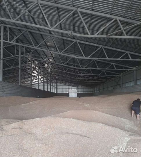 Зерно пшеница семечки ячмень овёс кукуруза горох