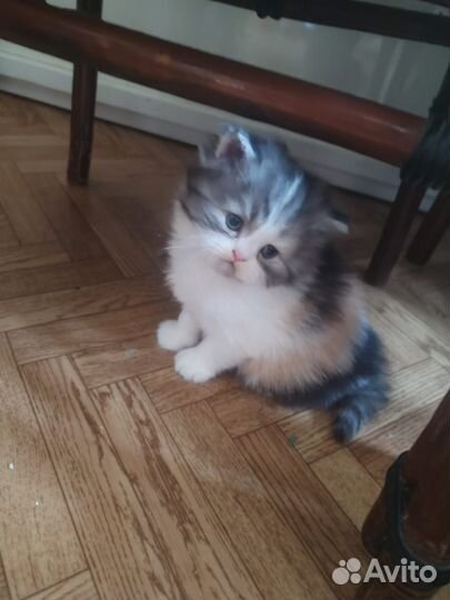 Персидские котята