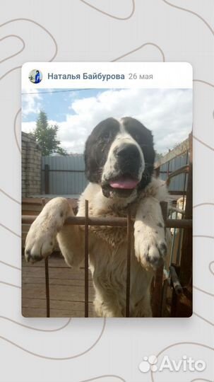 Алабай на вязку