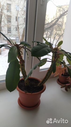 Комнатные цветы молочай