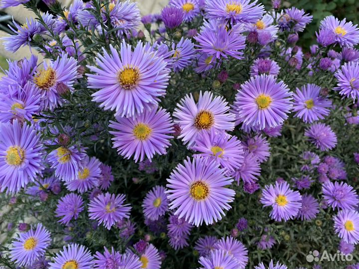 Астры,купена, злаки, молочай, дицентра