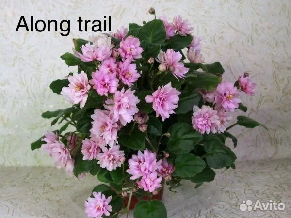 Фиалки сортовые (трейлеры)